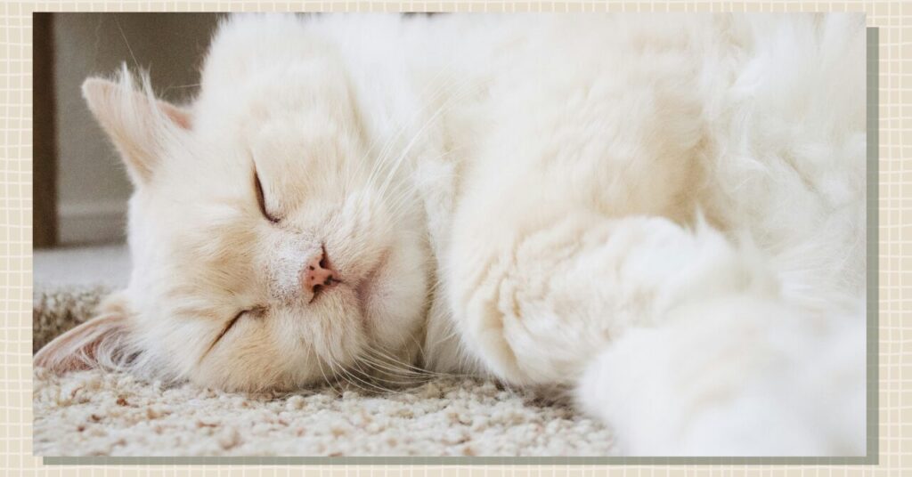 部屋で安心して眠っている猫