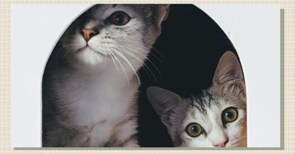 新た強い環境に戸惑って隠れる猫